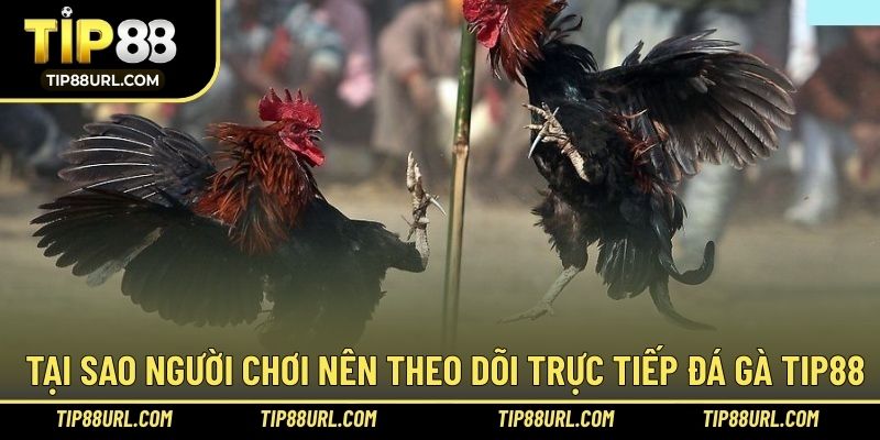 Lý do mà người chơi nên theo dõi trực tiếp chiến kê thi đấu